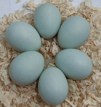 rumpless arucana eggs