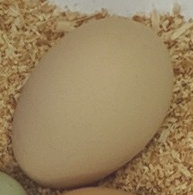 An egg
                  from a shamo