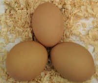 eggs from sulmtaler chickens