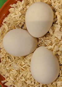 sultan chicken eggs