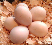 transylvanian naked neck eggs