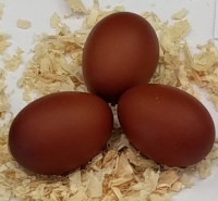 Dark
                  brown eggs from the welsummer