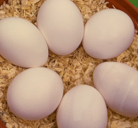 6 eggs from the white start leghorn hybrid