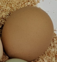 a
                  wyandotte chickens egg
